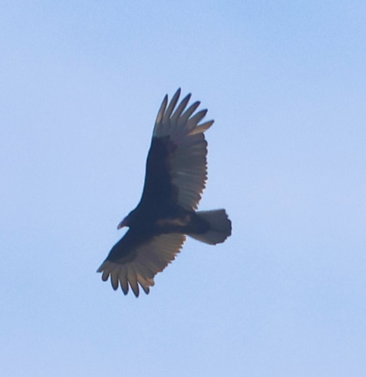 Turkey Vulture - ML646873345