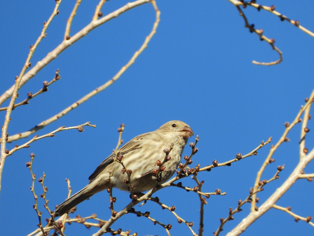 House Finch - ML646873346