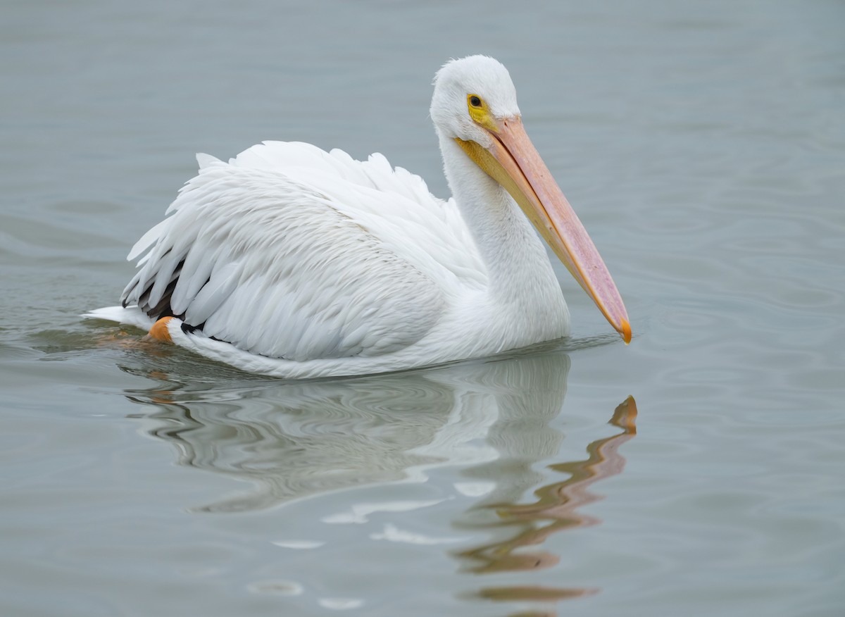 American White Pelican - ML646873348