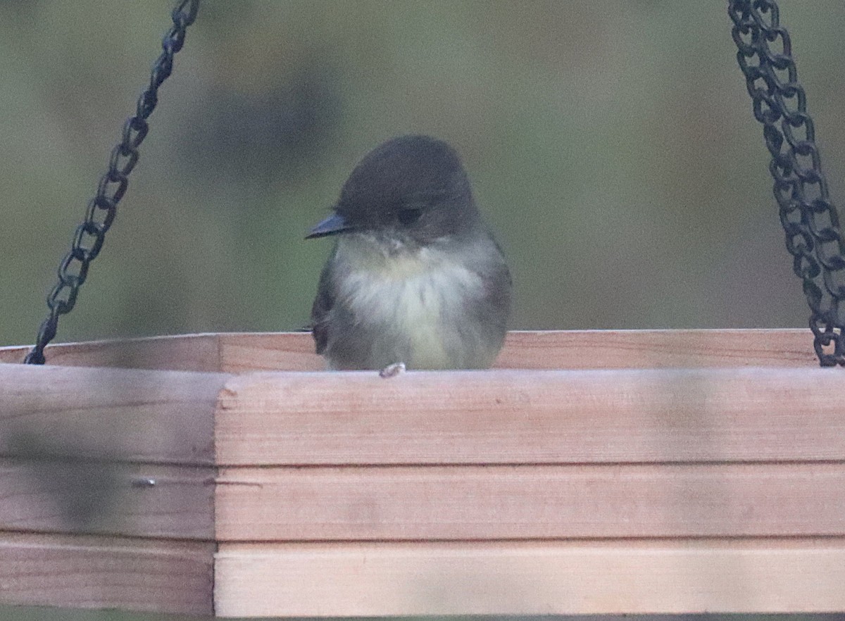 gråfibi - ML646873349