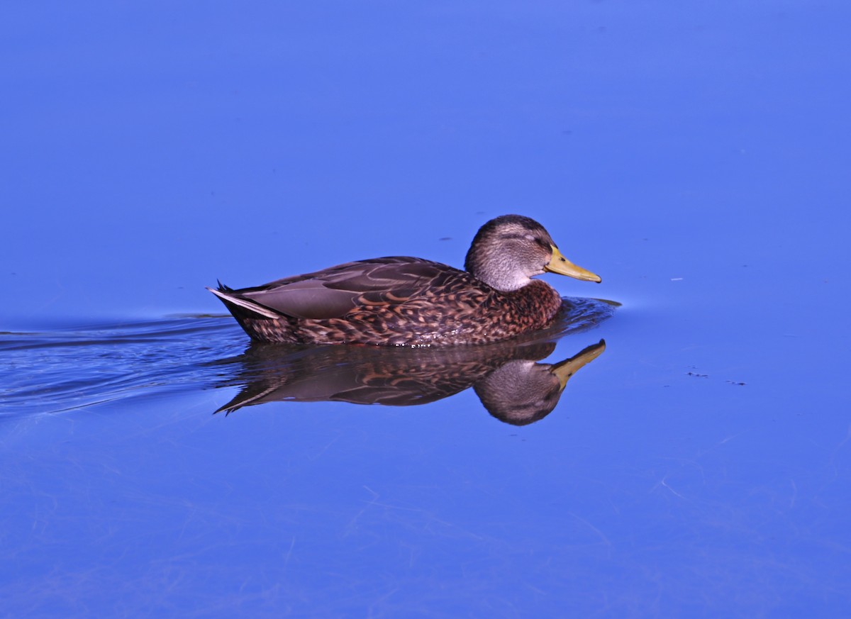 Mexican Duck - ML646873350