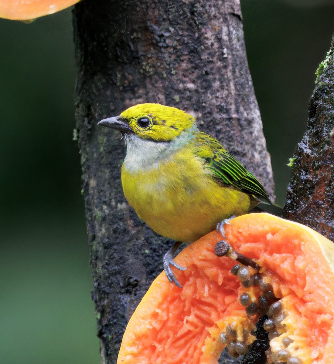 Gümüş Boyunlu Tangara - ML646873353