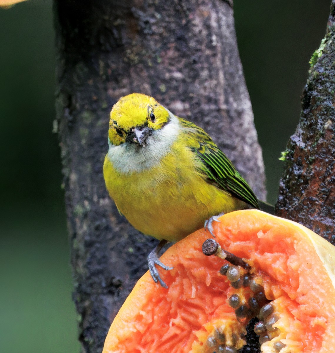 Gümüş Boyunlu Tangara - ML646873354