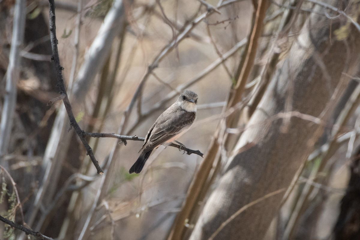 Vermilion Flycatcher - ML646873355