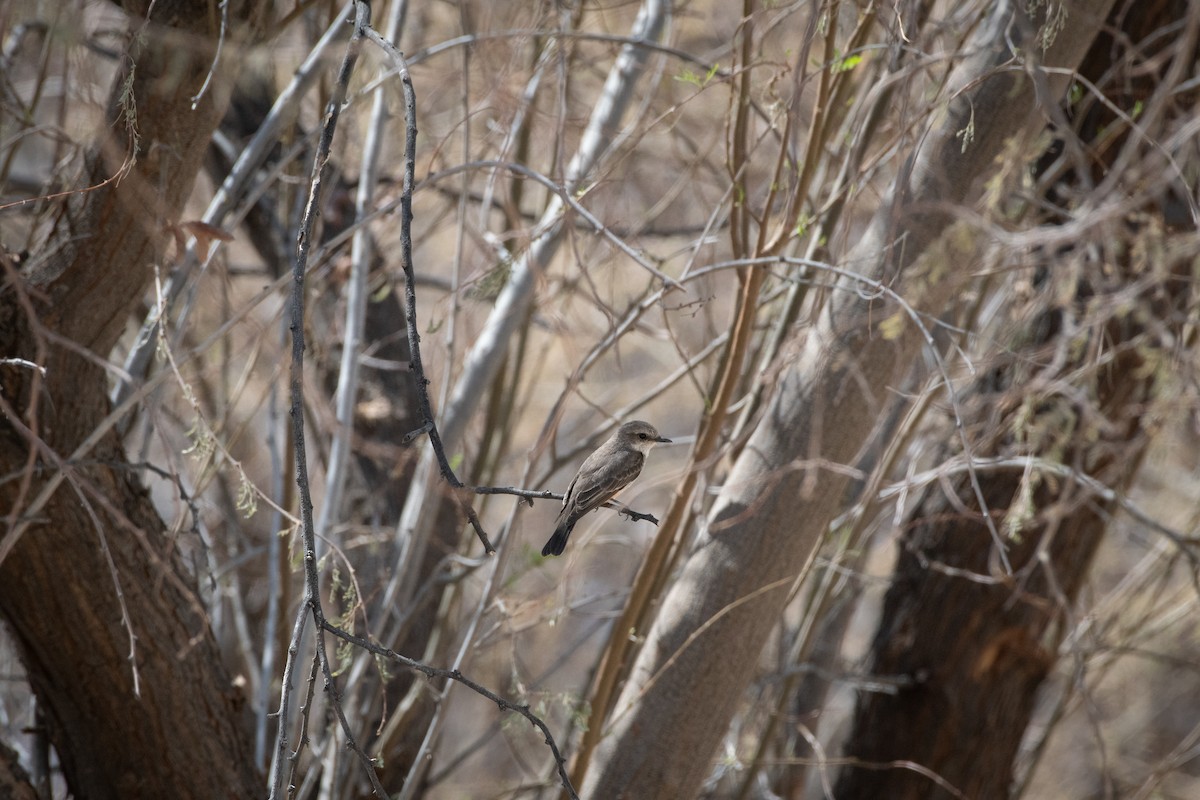 Vermilion Flycatcher - ML646873363