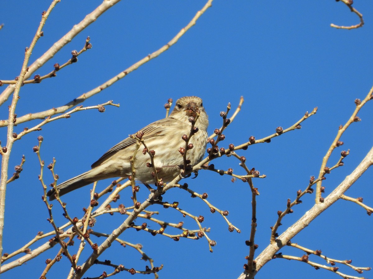 House Finch - ML646873364