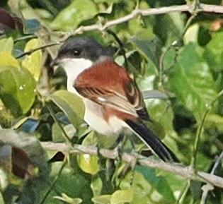 Burmese Shrike - ML646873365