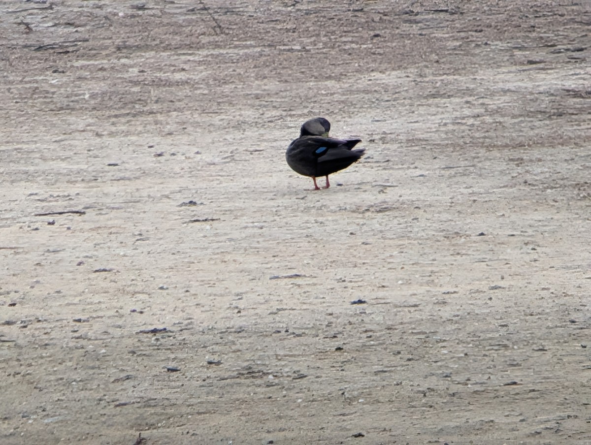 Ánade Sombrío - ML646873366