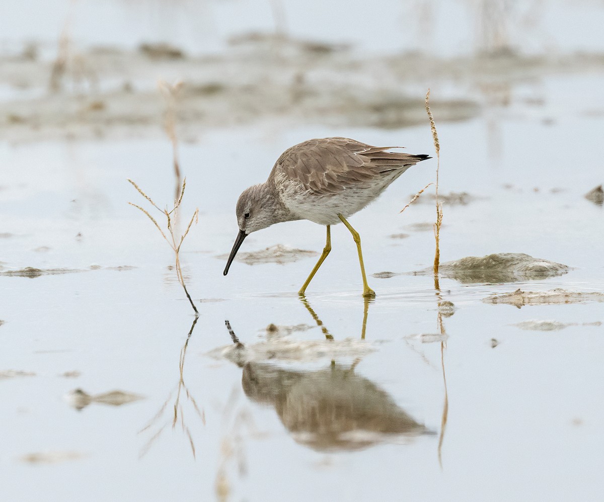 Stilt Sandpiper - ML646873367