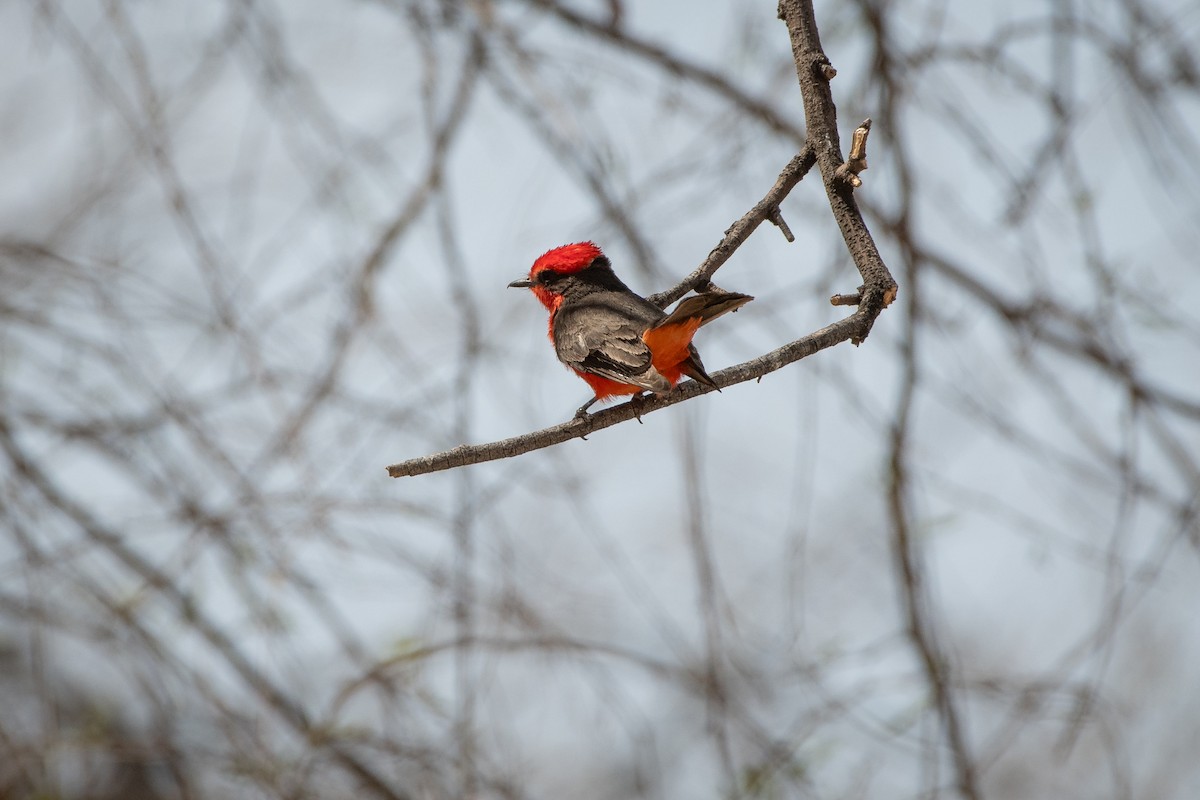 Vermilion Flycatcher - ML646873368