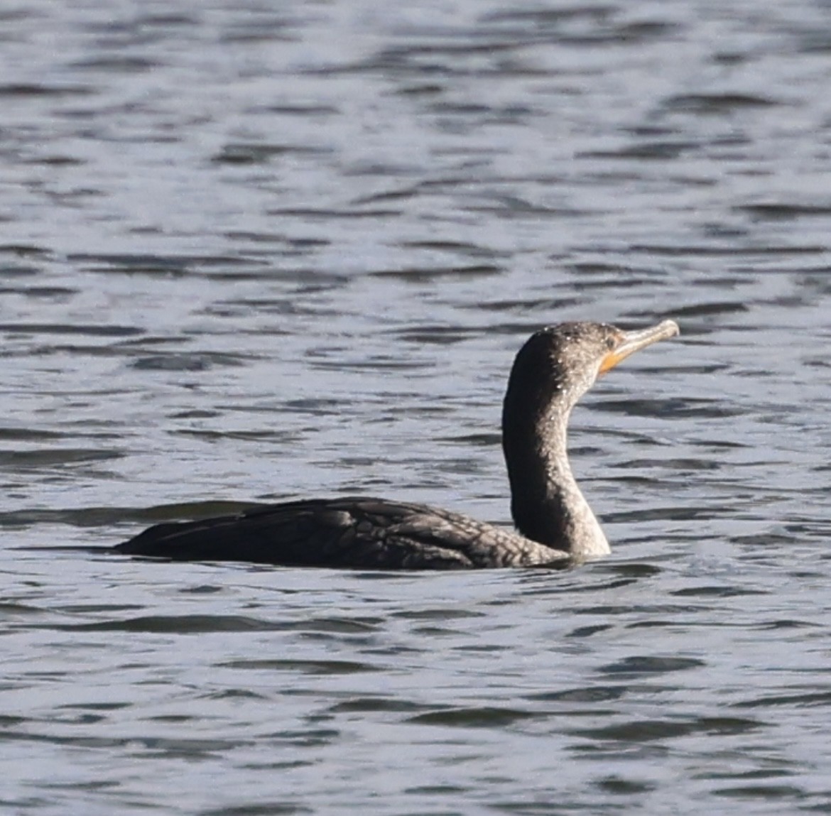 Double-crested Cormorant - ML646873369