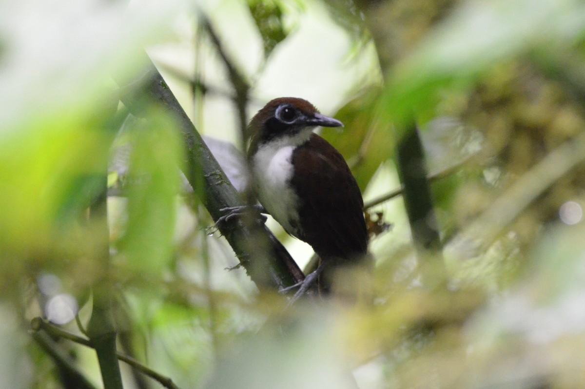 Bicolored Antbird - ML646873370