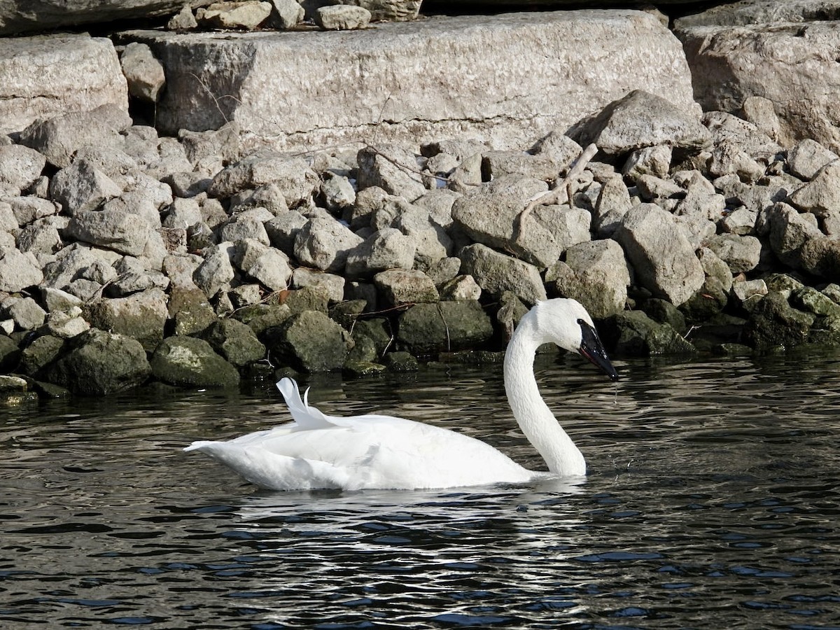 Trumpeter Swan - ML646873371