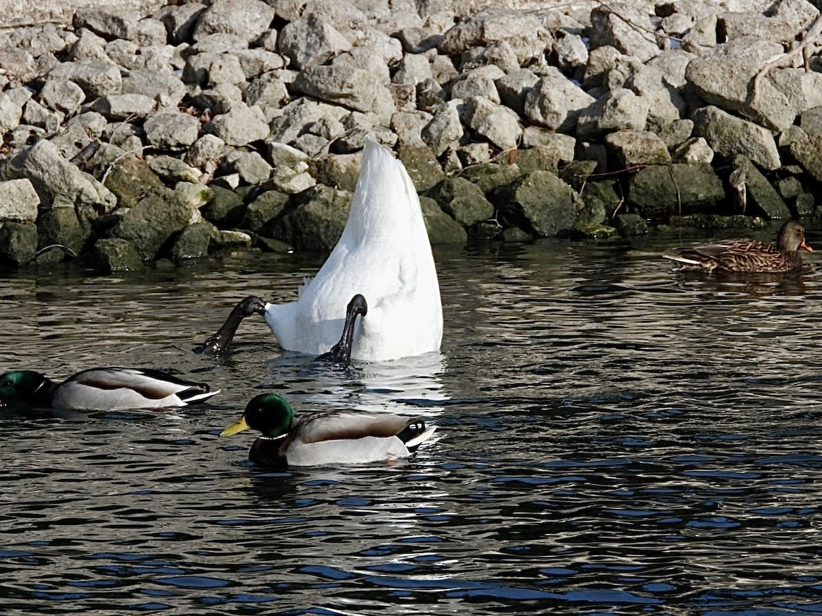 Trumpeter Swan - ML646873372