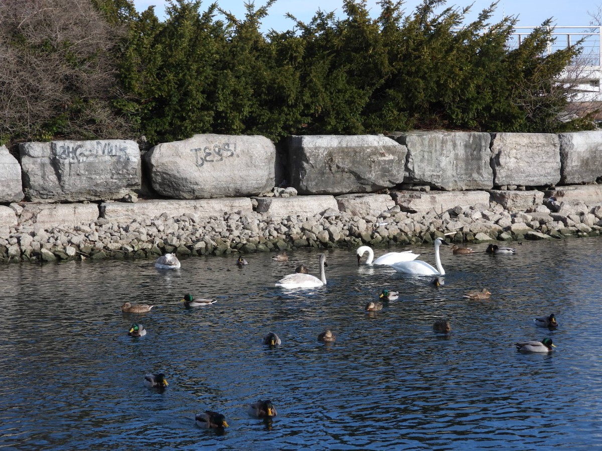 Trumpeter Swan - ML646873373