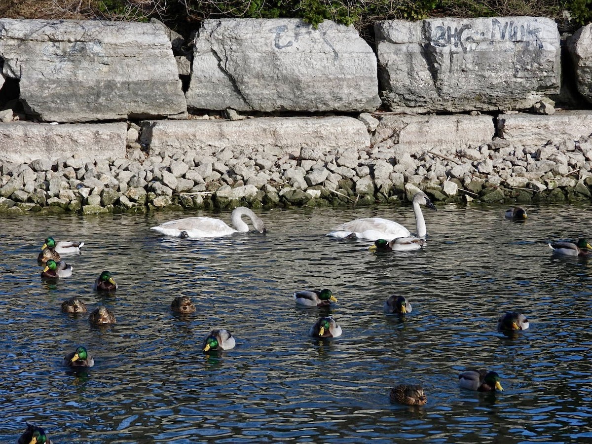 Trumpeter Swan - ML646873374