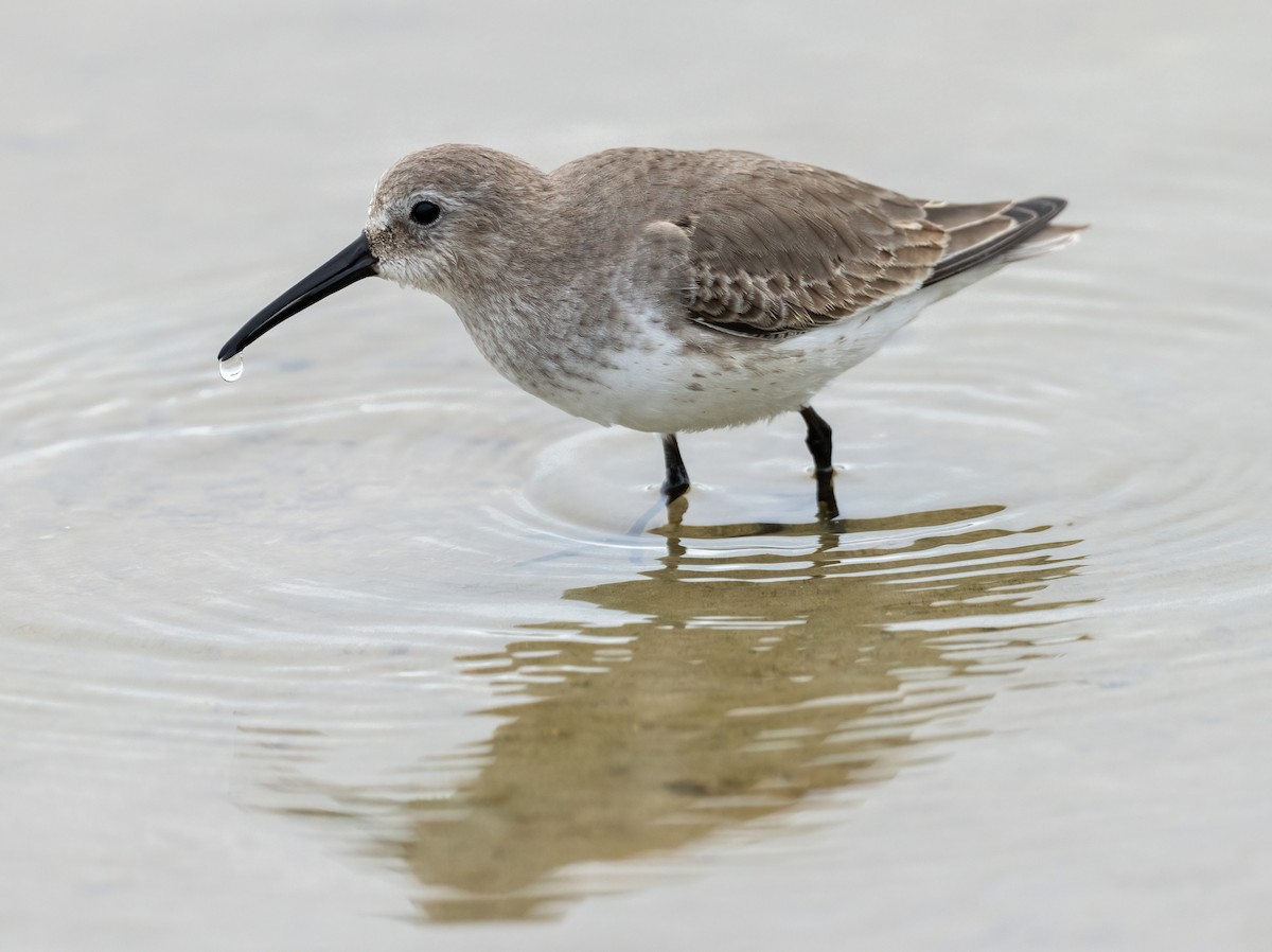 Чернозобик - ML646873375