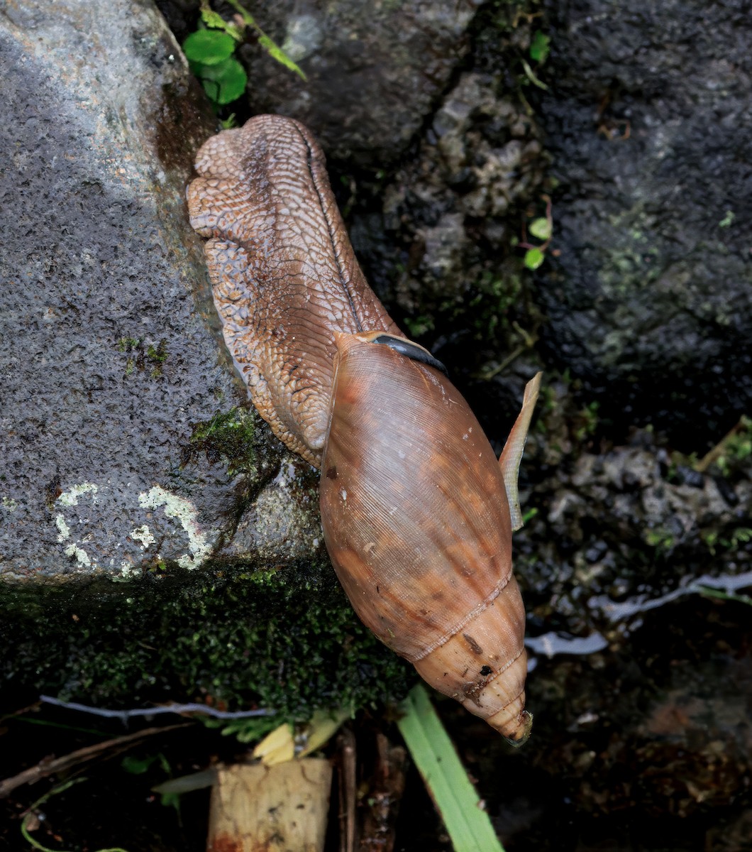 Landlungenschnecken - ML646873376