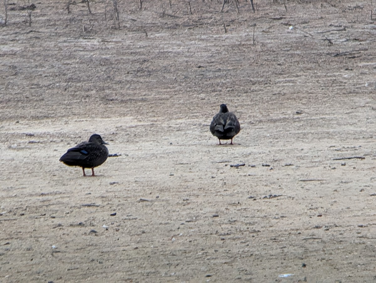 Ánade Sombrío - ML646873379