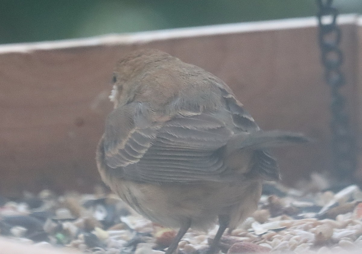 Indigo Bunting - ML646873380
