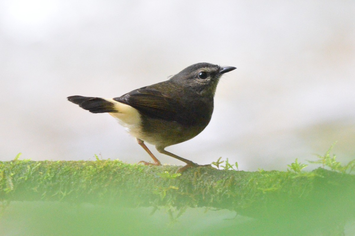 Buff-rumped Warbler - ML646873381