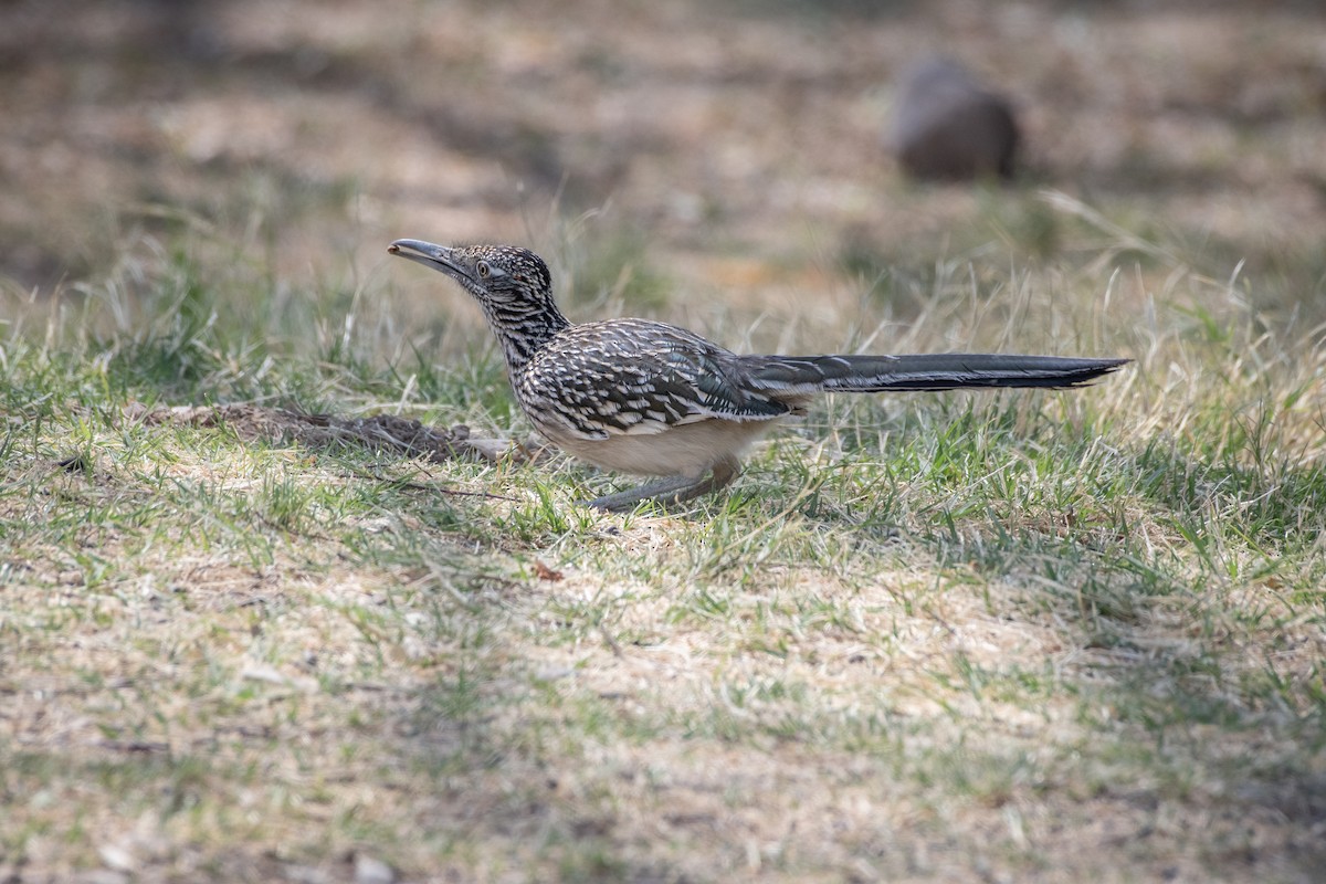 Greater Roadrunner - ML646873384