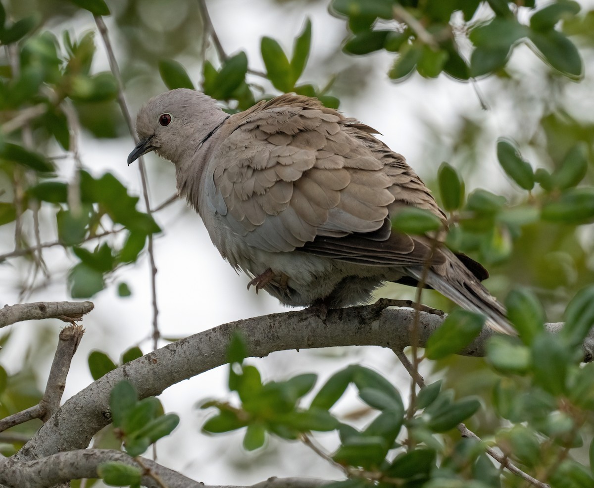 תור צווארון - ML646873386