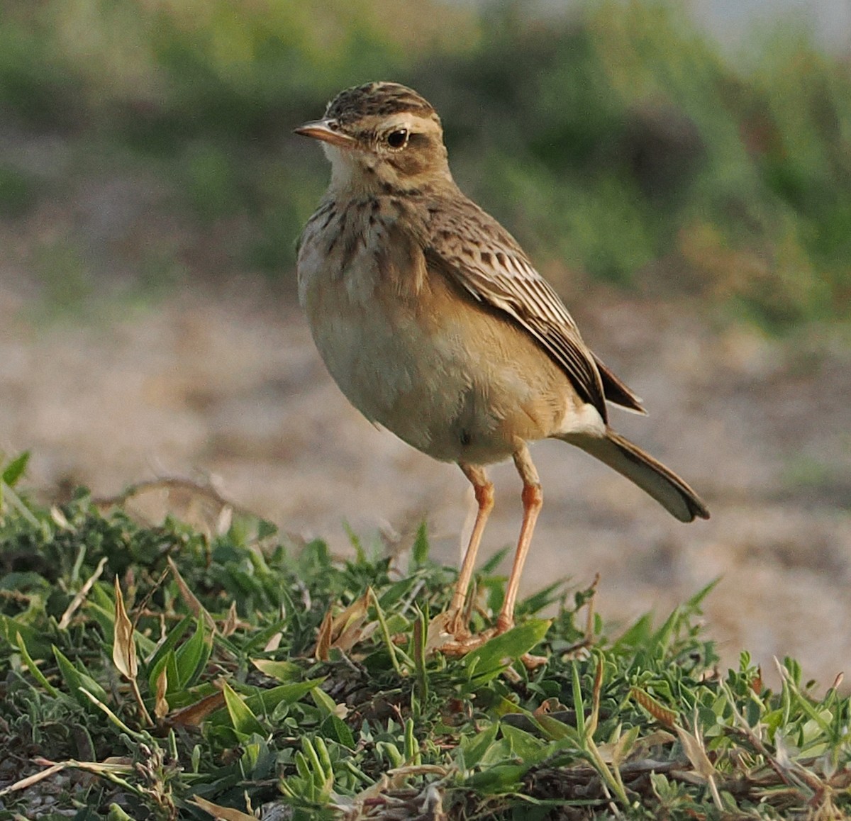 פפיון הודי - ML646873388
