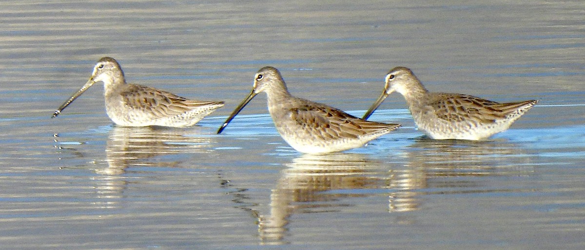 Long-billed Dowitcher - ML646873390