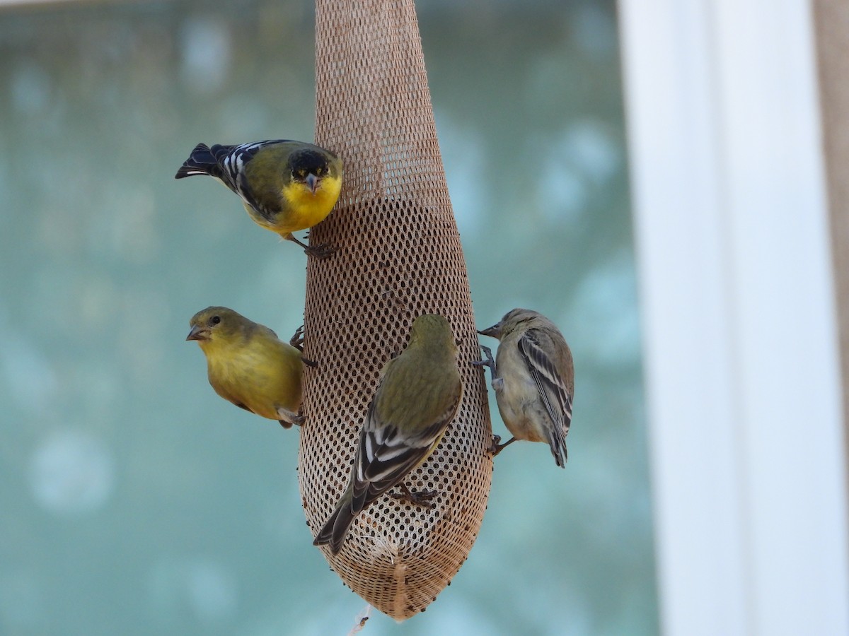 Lesser Goldfinch - ML646873392