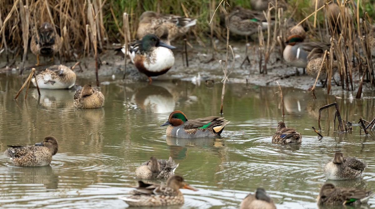 Green-winged Teal - ML646873393