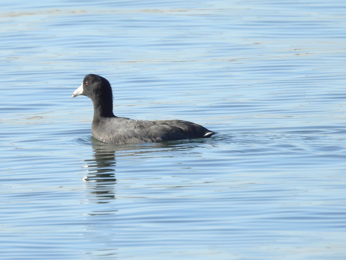 Лиска американська - ML646873394