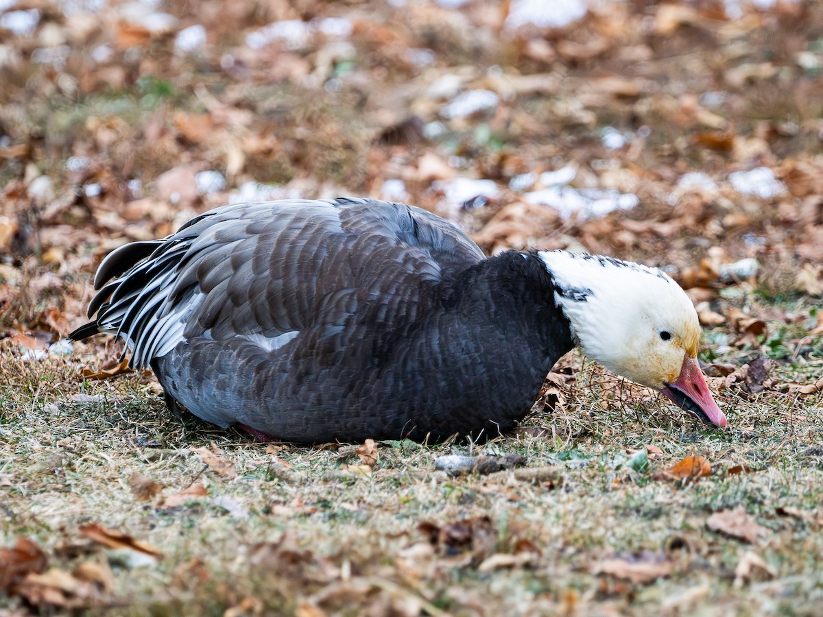 Oca delle nevi - ML646873395