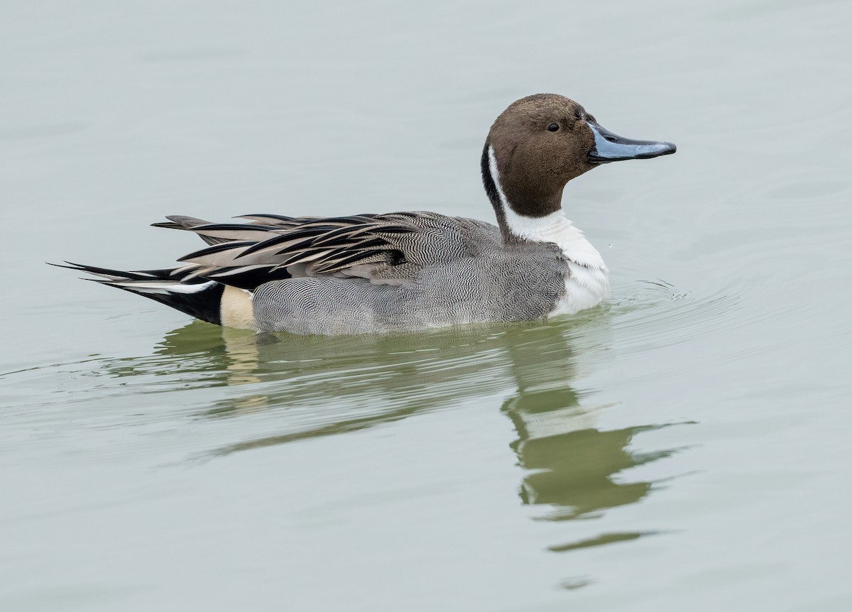 Northern Pintail - ML646873402