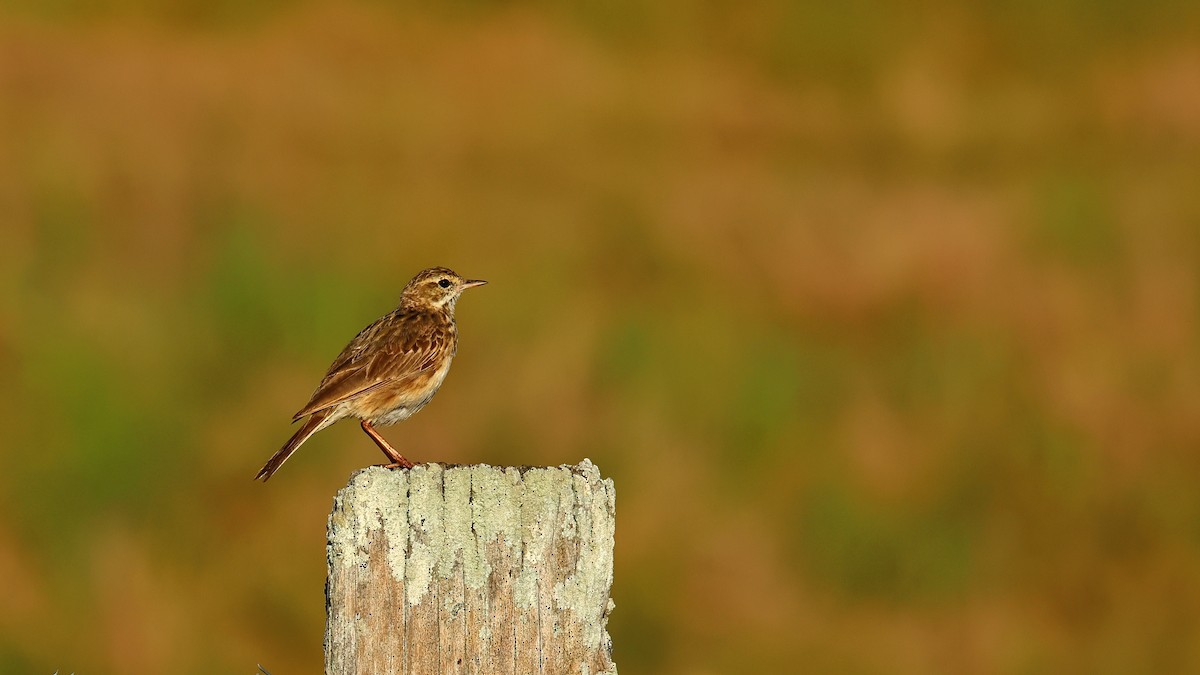 Australian Pipit - ML646873405