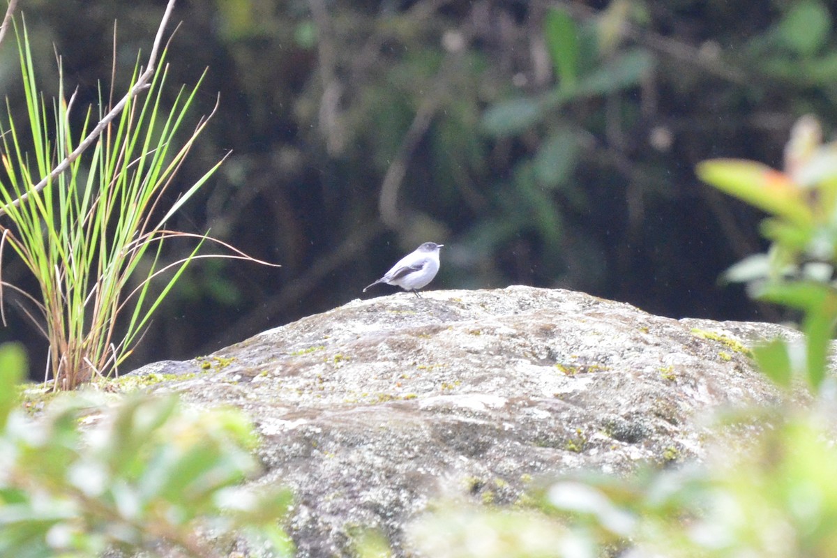 Torrent Tyrannulet - ML646873406
