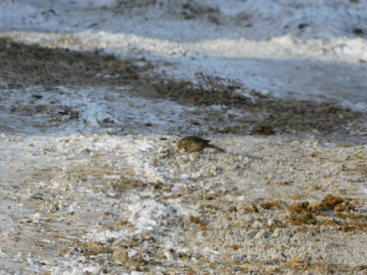 American Pipit - ML646873407