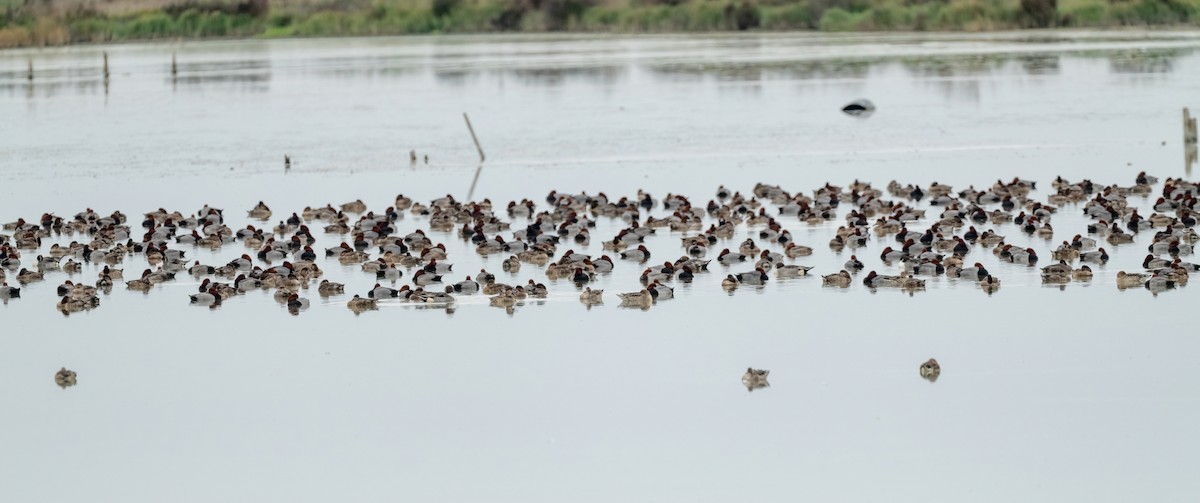 Redhead - ML646873408