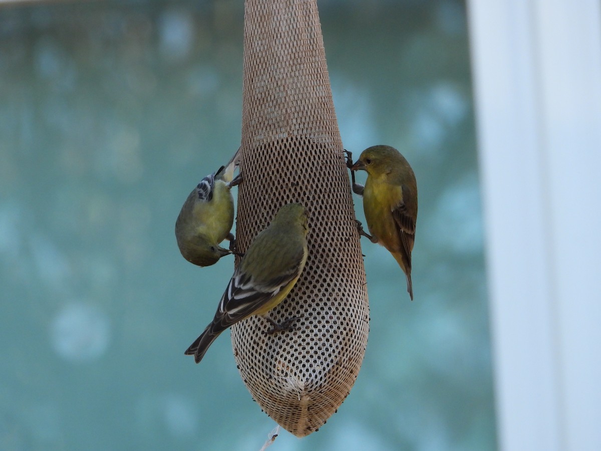 Lesser Goldfinch - ML646873412