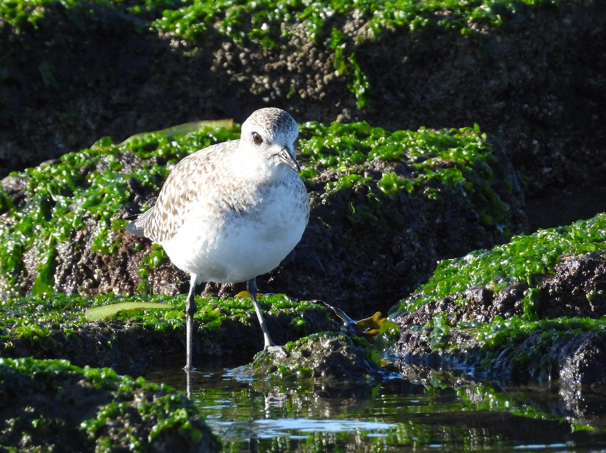 חופזי מנומר - ML646873413