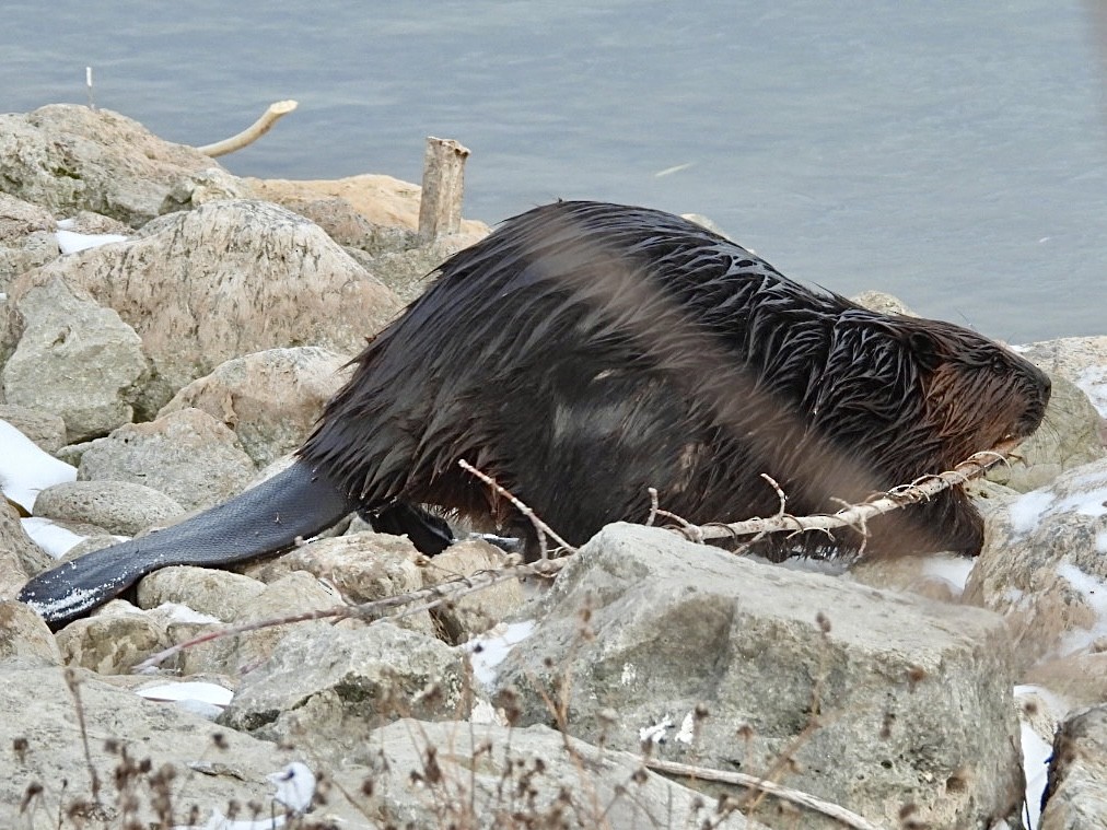 American Beaver - ML646873414