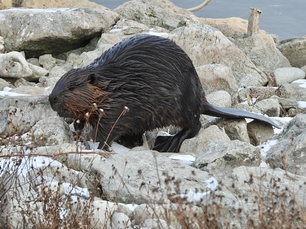 American Beaver - ML646873415