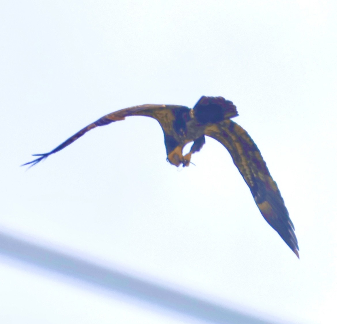 Bald Eagle - ML646873419