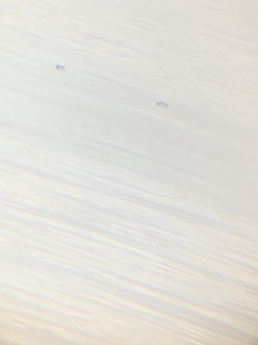 Long-tailed Duck - ML646873422