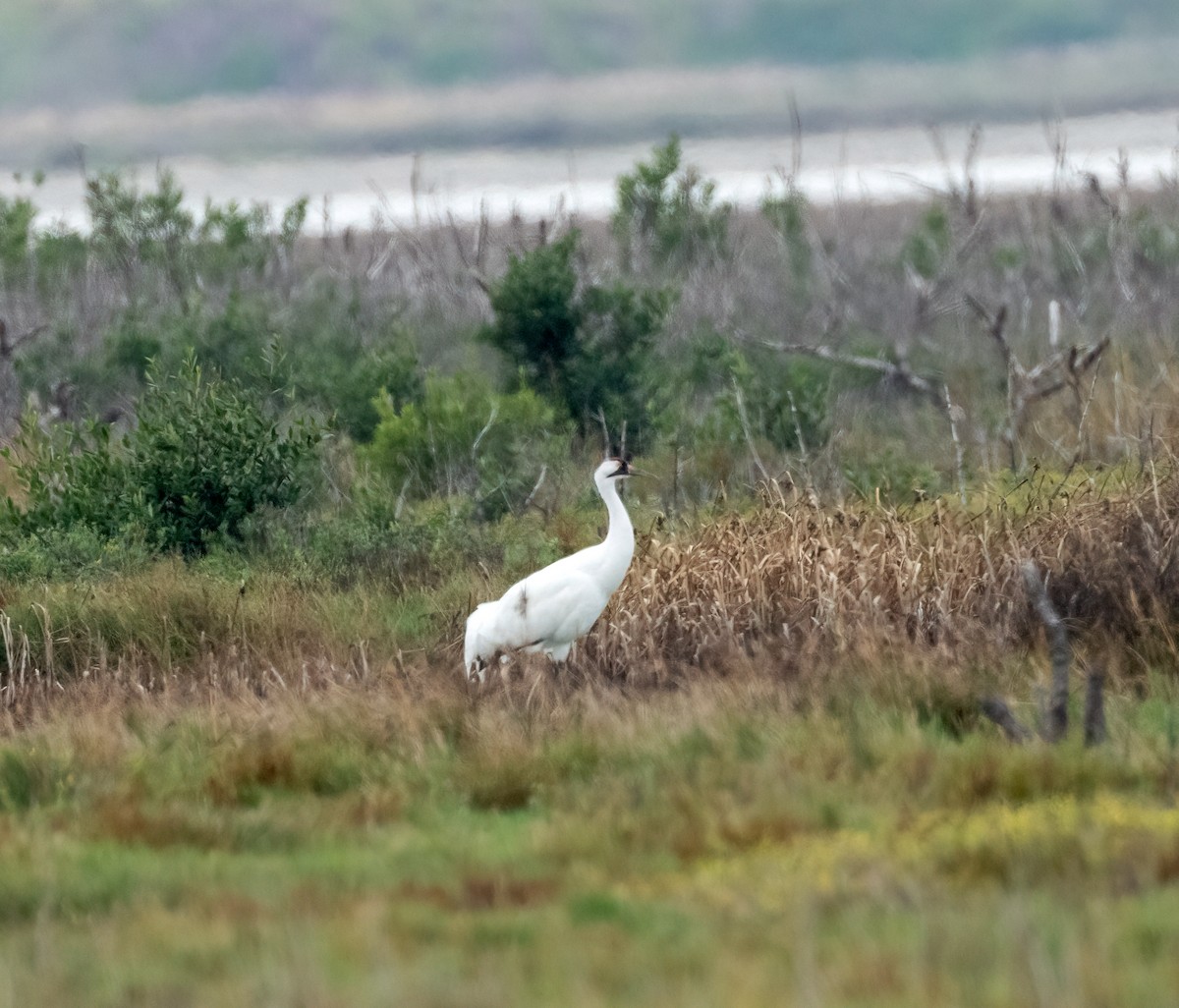 Whooping Crane - ML646873428