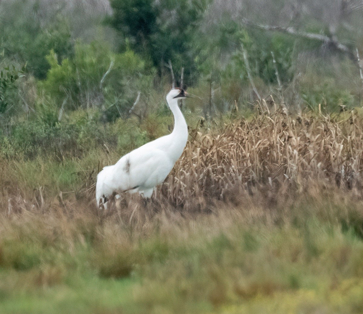 Whooping Crane - ML646873431