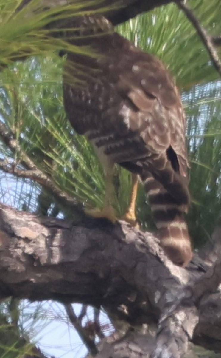 Red-shouldered Hawk - ML646873432
