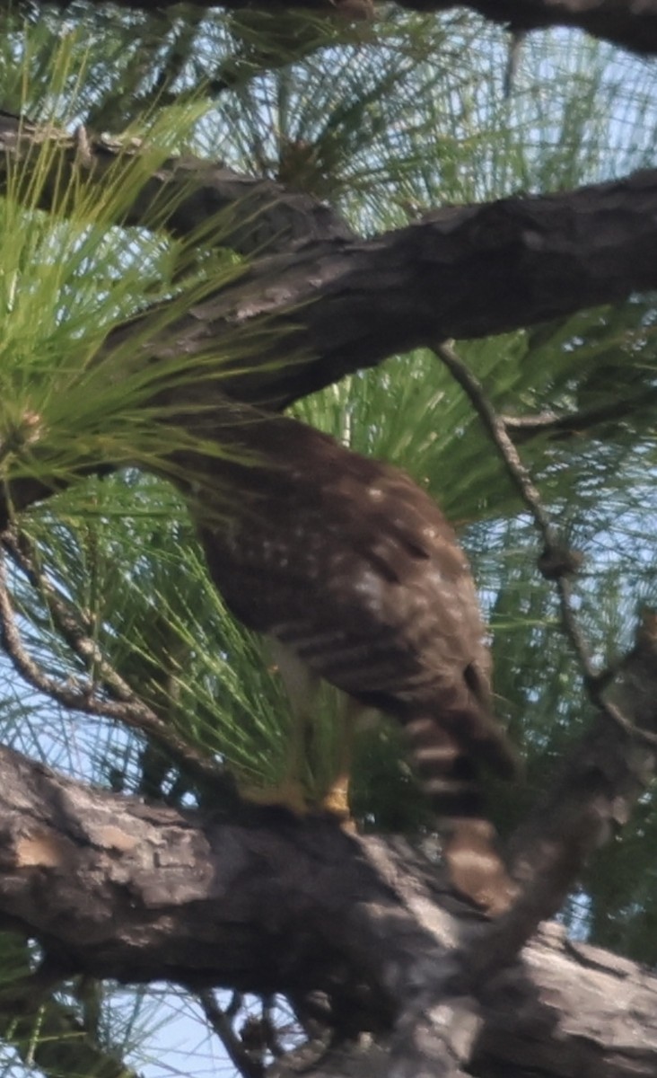 Red-shouldered Hawk - ML646873433