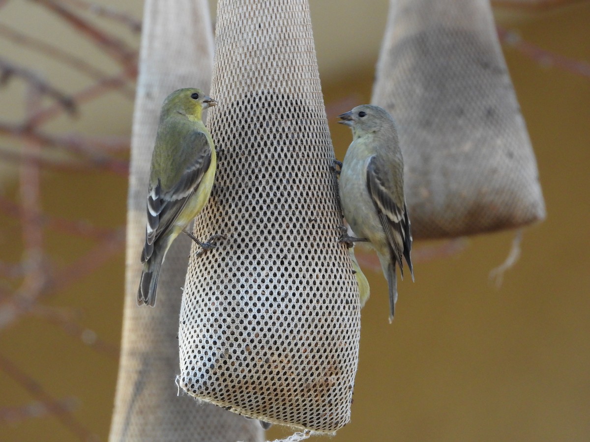 Lesser Goldfinch - ML646873437