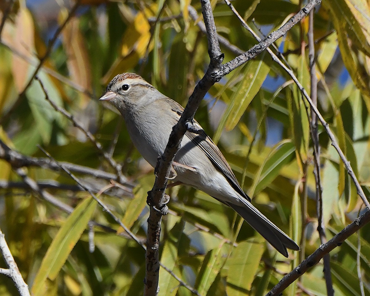 Chipping Sparrow - ML646873438